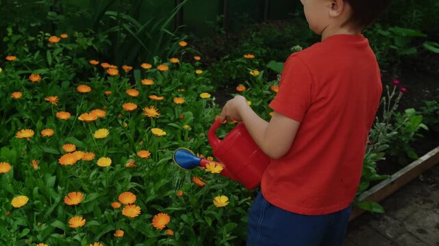 Summer vibes. Child watering flower bed with calendula plants in summer garden.