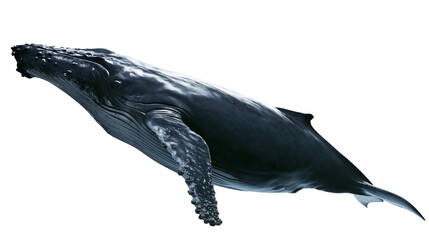 Majestic humpback whale swimming, isolated on transparent background © Nina