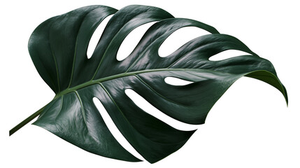 Large dark green monstera deliciosa leaf with natural holes, isolated on transparent background © Nina