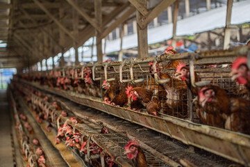 A perspective, wide-angle interior view of an intensive poultry farming facility showing endless rows of multi-tiered wire battery cages filled with brown laying hens © danil