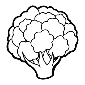 Healthy vegetable cauliflower outline vector illustration with natural edible plant shape isolated design