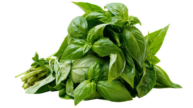 Fresh green basil herb bunch healthy ingredient, isolated on transparent background