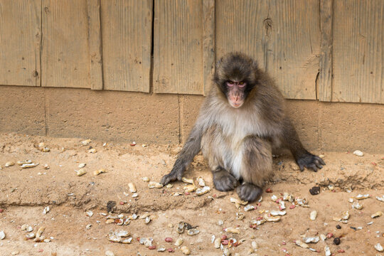 young japanese macaque sitting at arashiyama monkey park kyoto