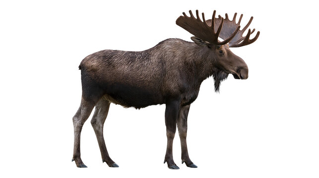 Majestic bull moose with large antlers, isolated on transparent background