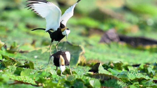 Two pheasant-tailed jacana birds with outstretched wings interacting and mating on floating green aquatic vegetation in a wetland environment