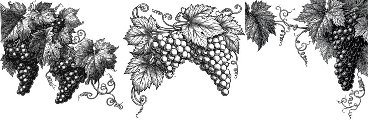 Obraz premium A vintage-style vineyard-themed corner decoration features intricate black-and-white illustrations of ripe grapes, detailed leaves, and curling tendrils, isolated on a solid white background