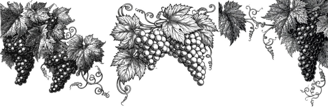 A vintage-style vineyard-themed corner decoration features intricate black-and-white illustrations of ripe grapes, detailed leaves, and curling tendrils, isolated on a solid white background