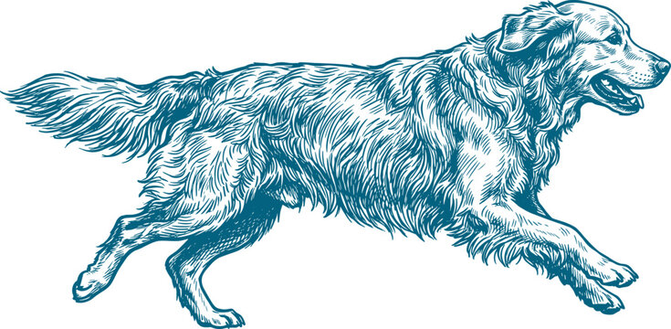 Detailed blue ink engraving of a golden retriever dog running in profile view