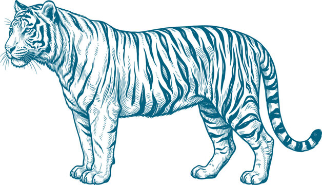 Engraved style illustration of a striped tiger standing in full side profile
