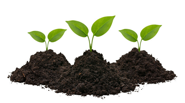 Three small green seedlings growing from dark soil mounds, isolated on transparent background