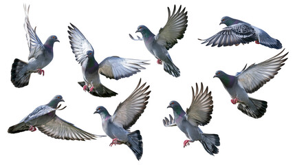 Fototapeta premium Flock of grey pigeons in various flying poses, isolated on transparent background