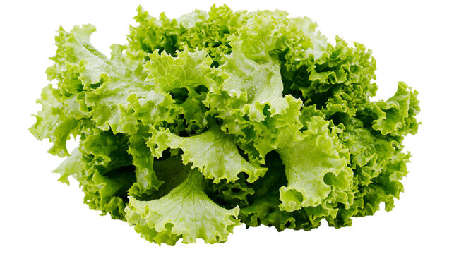 Fresh green lettuce leaves with ruffled edges, isolated on transparent background