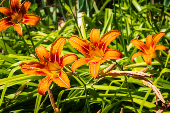 Primo piano di due Lilium Bulbiferum meglio noti come Gigli di San Giovanni
