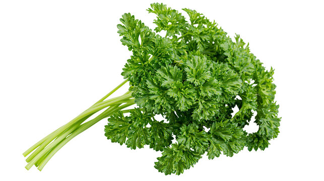 Fresh green curly parsley bunch, isolated on transparent background