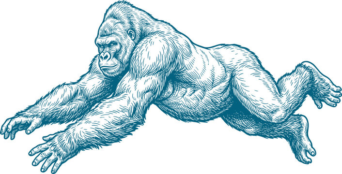 Powerful gorilla leaping forward in a highly detailed vintage engraving style illustration