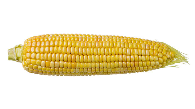 Fresh yellow corn cob with green husk end, isolated on transparent background