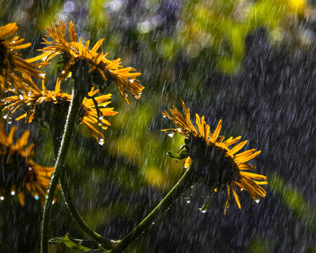 Regen im Park