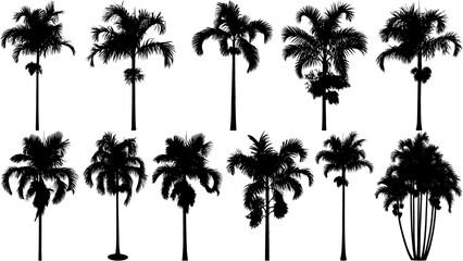 Vector set of realistic Carpentaria palm tree silhouettes group set featuring detailed feather-like fronds and clean black styling. Great for botanical graphics, tropical themes and landscape artwork. © Vecsil