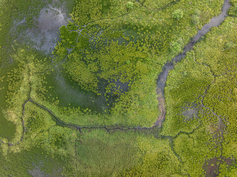 Aerial view of a lush green wetland with winding streams and marshy vegetation in Buckley, Washington, United States.