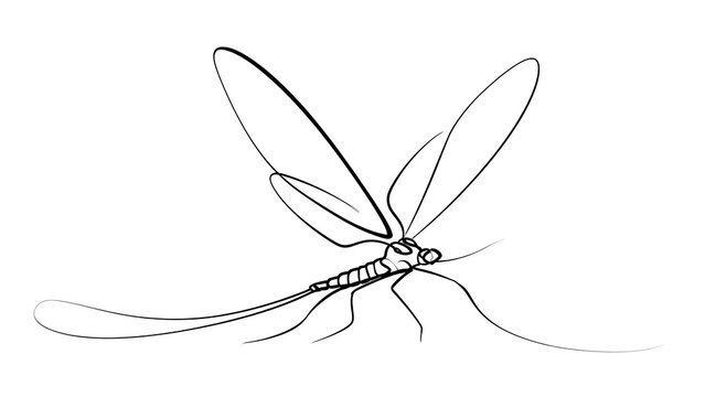 Black and white line drawing of a crane fly insect.