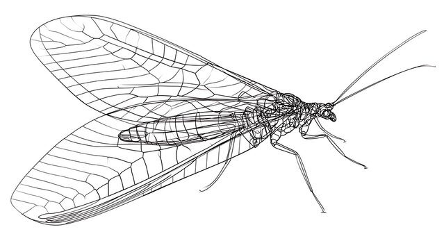 Detailed mayfly illustration on white background.