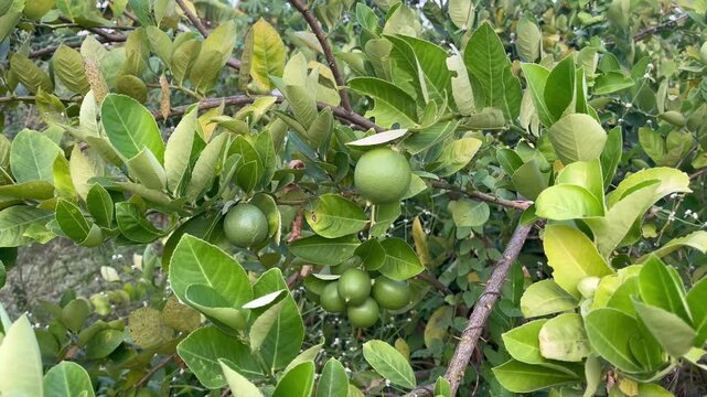 Fresh Green Key Limes Growing on Tree Branch
