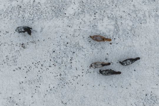 Aerial view of a group of Icelandic horses walking across a vast, snow-covered landscape, Iceland.