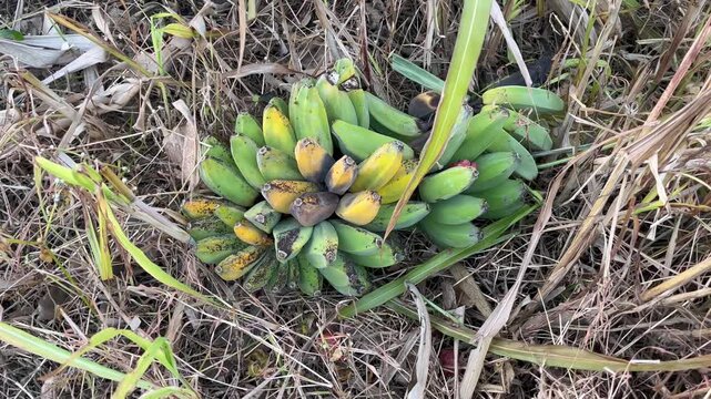 Fresh Saba Bananas on Dry Grass Background