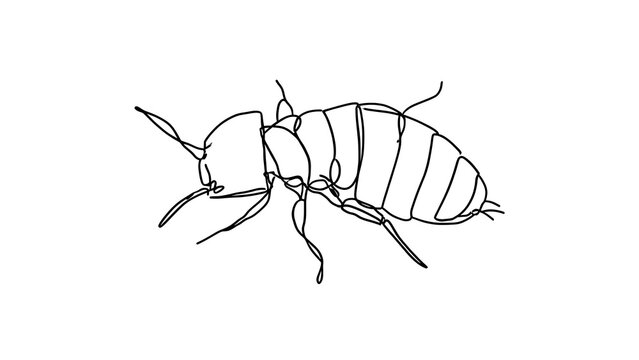 Detailed line art of a bed bug on white background.