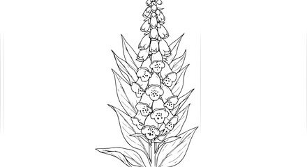 Digitalis Purpurea Foxglove Plant Line Art Illustration © illustration vector