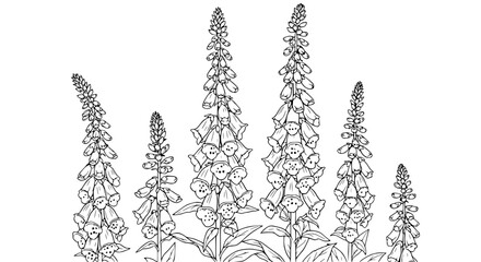 Digitalis Foxglove Flowers Botanical Illustration Line Art Vector © illustration vector