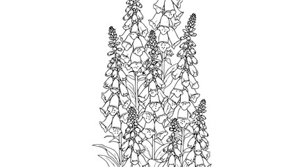 Digitalis Flowers Outline Drawing, Foxglove Plant Sketch, Botanical Illustration © illustration vector