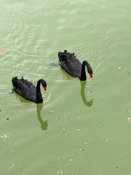 patos lago verde passaro animais zoos aves