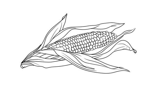 Illustration of corn cob with husk on white background.