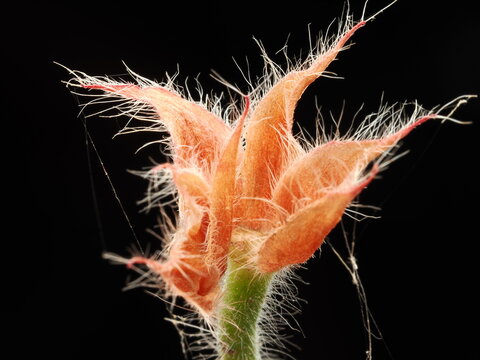 Close-up of a starry clover (Trifolium stellatum)