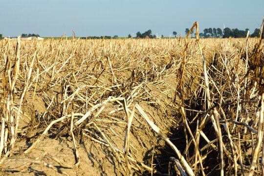  A field parched by the summer heat