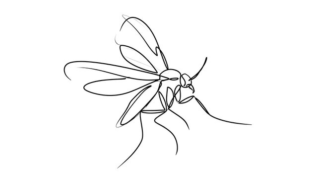 Minimalist fly line art illustration white background.