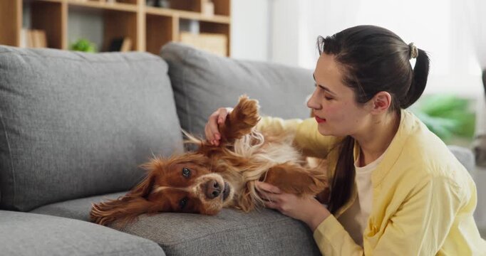 Woman and spaniel dog hug on sofa. Playful pet lies belly up as the owner cuddles at home, showing affection, trust, and bonding on a gray couch in soft daylight. Theme of warm pet bonding.