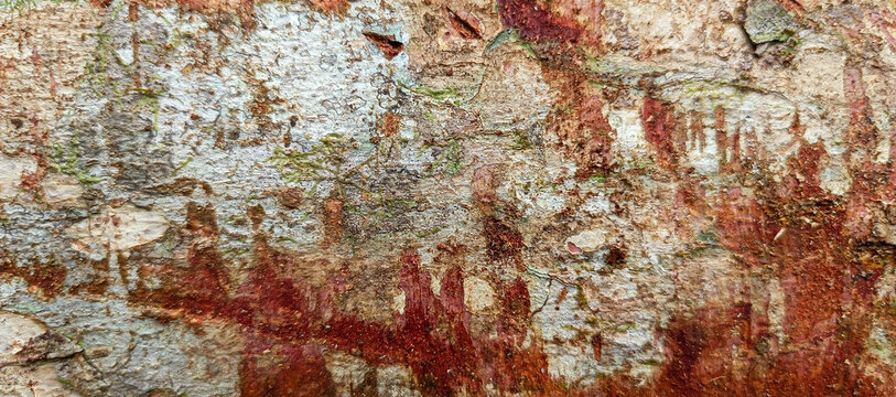 Macro abstract tree bark texture with red sap dragon blood bleeding pattern