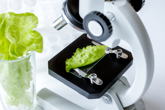 concept healthy food inspection herbs in laboratory