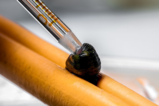 Extraction of leech enzyme for the cosmetic production. Production laboratory