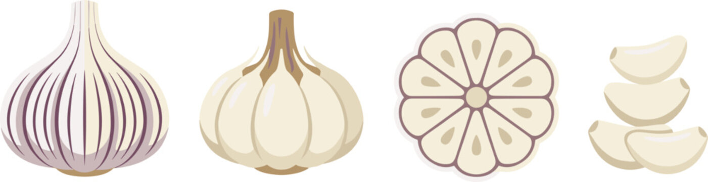 Fresh Garlic Vector Illustration Set with Whole Bulbs, Cross Section, and Cloves Isolated on Transparent Background for Healthy Food Designs