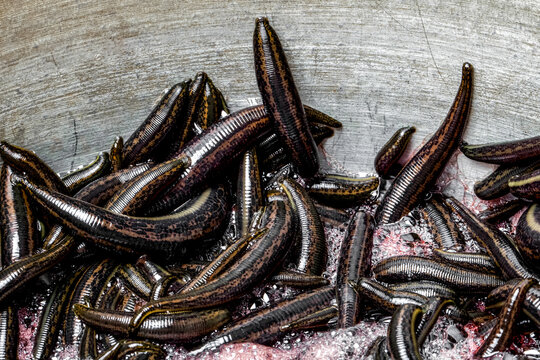 Medical leeches for hirudotherapy on leech farm or laboratory