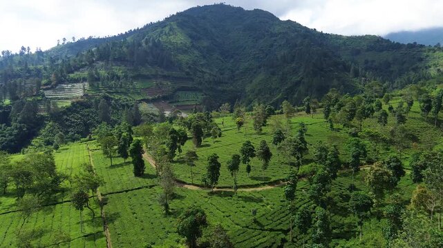 Aerial Drone View of Lush Green Tea Plantation in Indonesia
