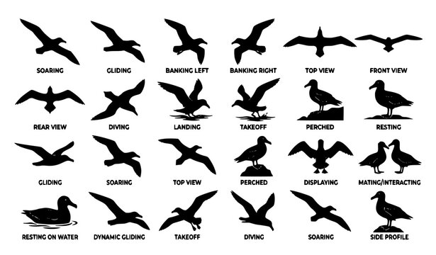 Black and White Albatross Bird Silhouette Vector Set with Flying Soaring and Gliding Seabird Collection Isolated on White Background