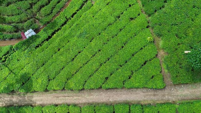 Aerial Drone View of Lush Green Tea Plantation in Indonesia