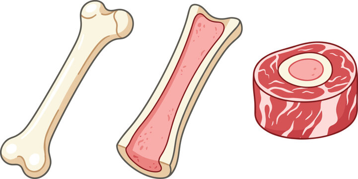 Raw beef marrow bone vector set featuring whole clean bone longitudinal cut with marrow and fresh round steak cross section element