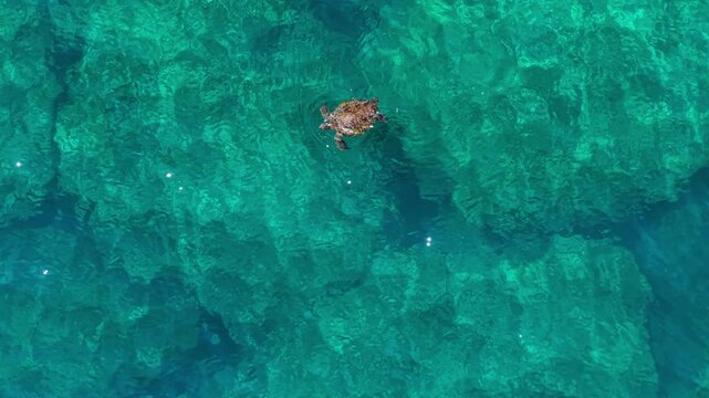 Aerial view of Turtle swims in clear blue ocean