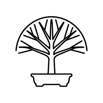 Bonsai Tree in a Pot.