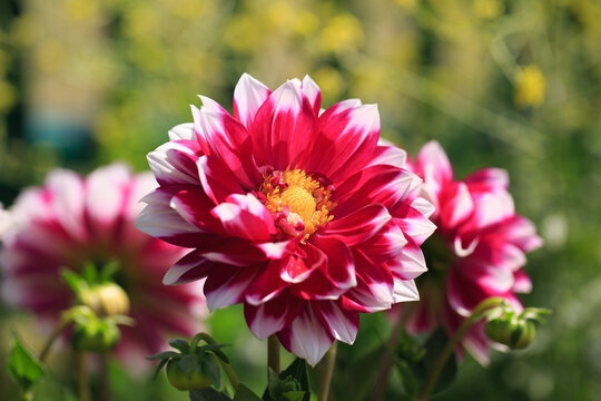 Close up of Red and white flecked Dahlia flower with yellow stamen in full bloom against a natural out of focus background
